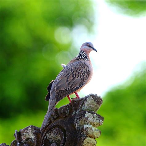 鴿屬|鴿子(鳩鴿科鴿屬鳥類統稱):動物介紹,形態特徵,生活習性,生理特性,。